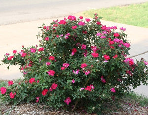 Rosa "Pink Knock Out"