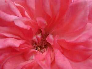 Rosa "Pink la Sevillana"