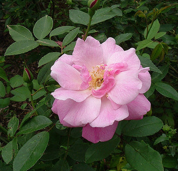 Rosa Chinesis 