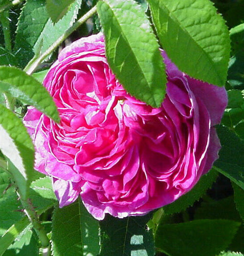 Rosa Gallica 