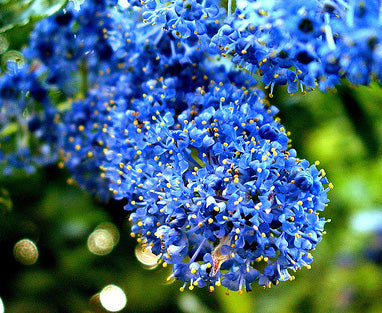 Ceanothus Impressus 