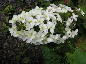 Hydrangea Quecifolia "Snowflake"