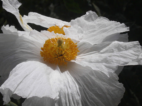 Romneya Coulteri