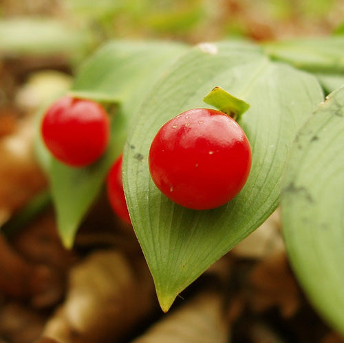 Ruscus Hypoglossum