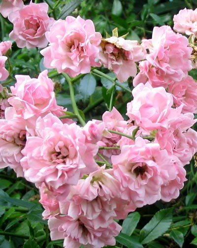 Rosa 