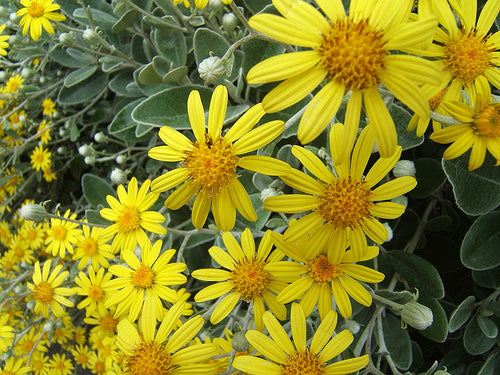 Senecio Greyi