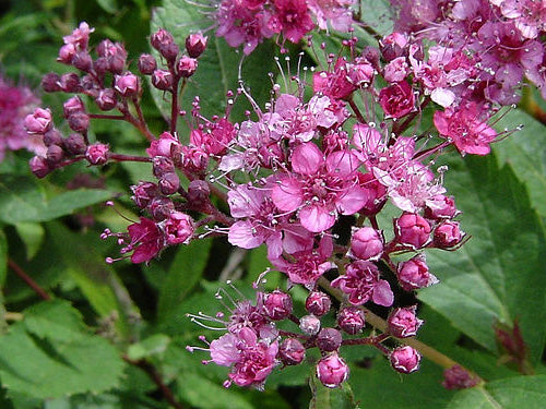 Spiraea Japonica