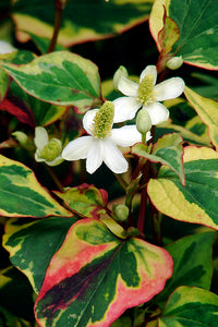 Houttynia Cordata "Chameleon"