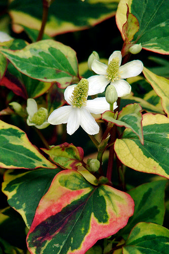 Houttynia Cordata 