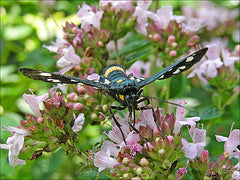 Origanum Officinalis