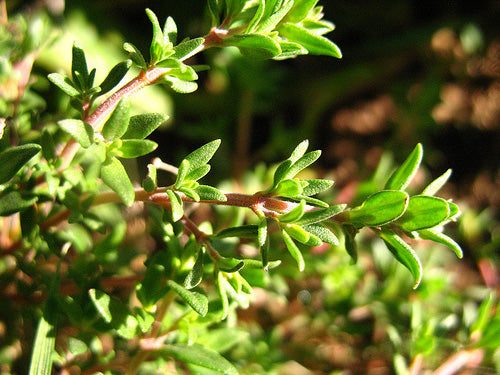 Thymus Officinalis