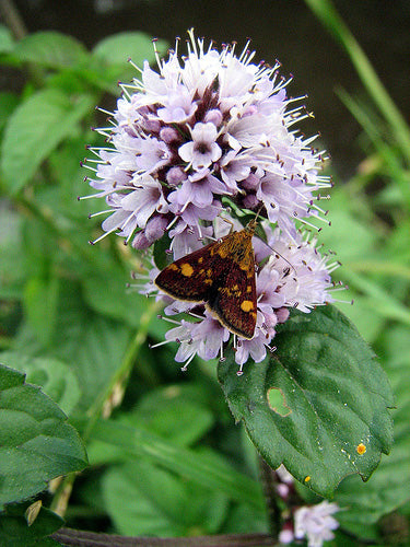 Mentha Aquatica
