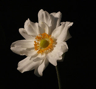 Anemone Hybrida 