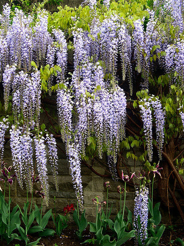 Wisteria Floribunda 