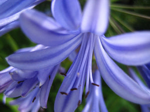 Agapanthus Umbellatus Coeruleum