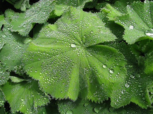 Alchemilla Mollis