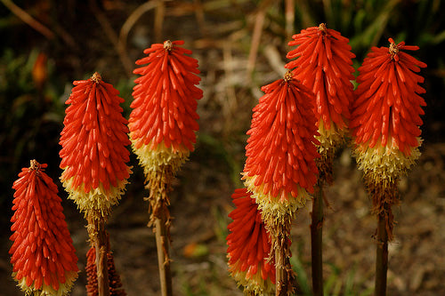 Kniphofia Uvaria 