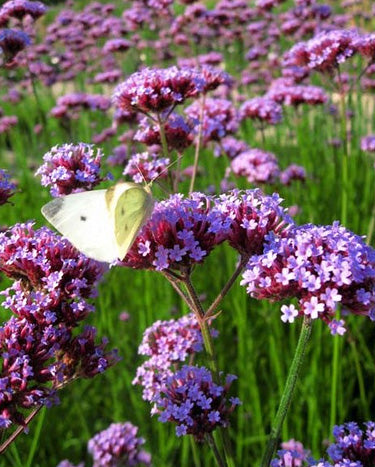 Verbena Bonariensis