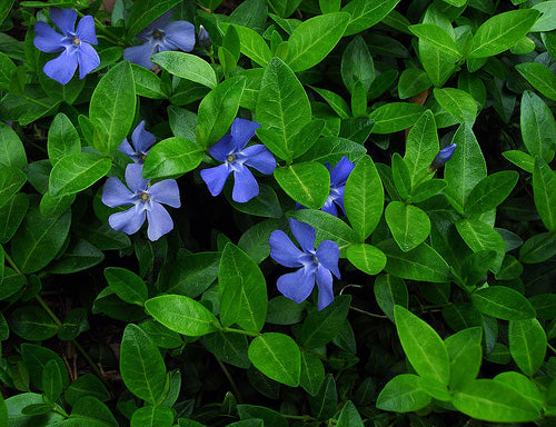 Vinca Minor
