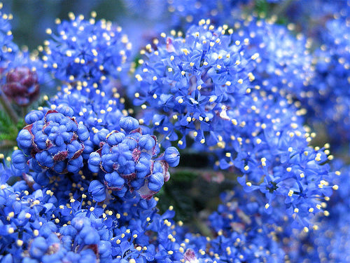 Ceanothus Impressus 