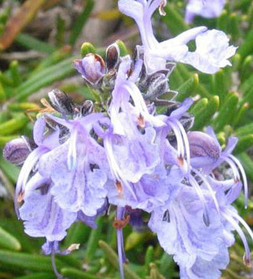 Rosmarinus Officinalis Prostratus