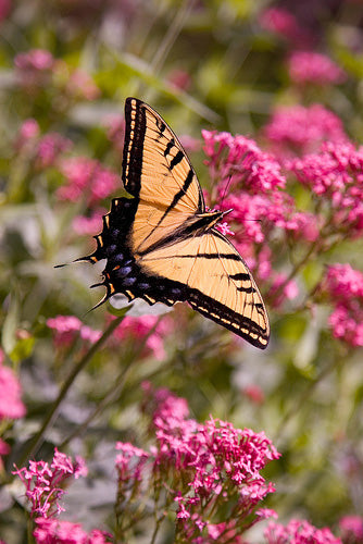 Centranthus Ruber Coccineus