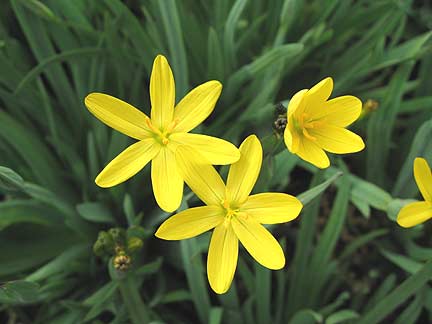 Sisyrinchium Californicum