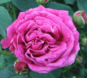 Rosa "La plus Belle des Punctuèes"
