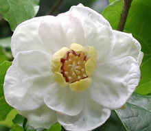 Carica l&#39;immagine nel visualizzatore di Gallery, Sinocalycanthus Sinensis
