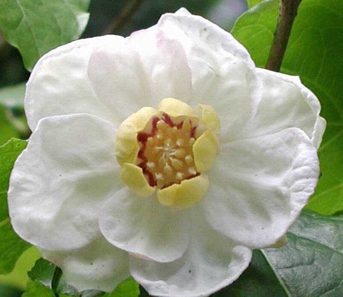 Sinocalycanthus Sinensis