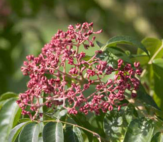 Tetradium Daniellii