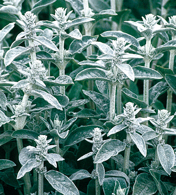 Stachys Bizantina