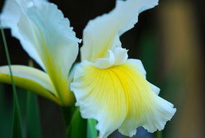 Iris Spuria