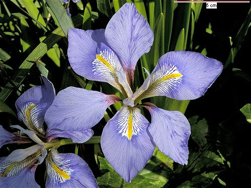 Iris Stylosa Lilacina