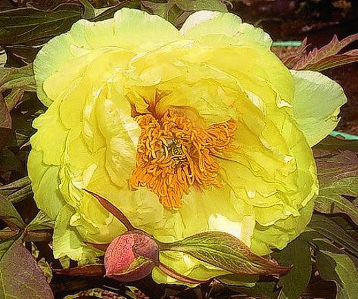 Paeonia Suffruticosa 