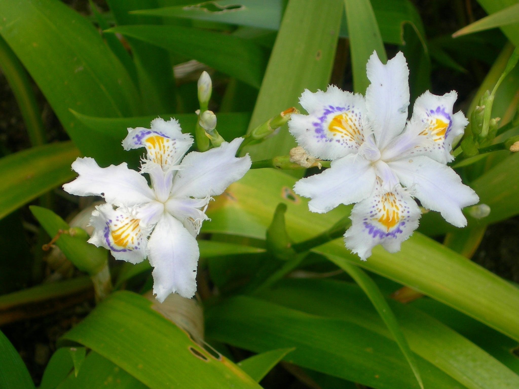 Iris Japonica Variegata – Vivaio Degl'Innocenti