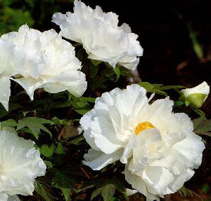 Paeonia Suffruticosa 