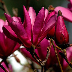 Magnolia "Susan"