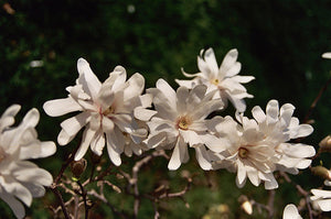 Magnolia "Royal Crown"