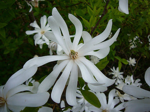 Magnolia Stellata "Royal Star"