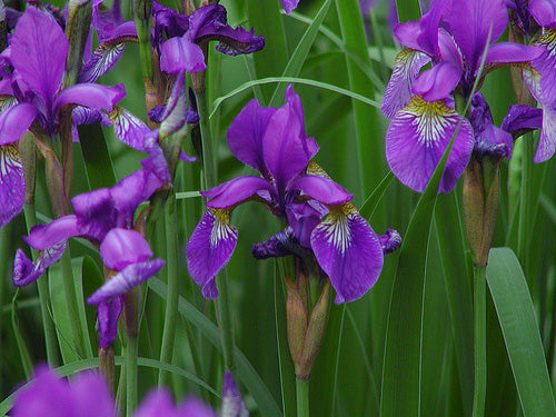 Iris Sibirica Miscuglio