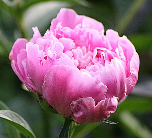 Paeonia Lactiflora 