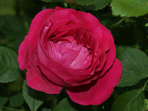 Rosa Bemgalensis Coccinea