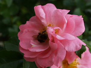 Rosa Bengalensis Semperflorens