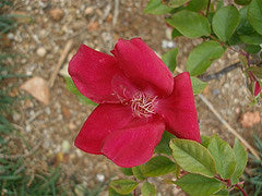 Rosa Chinesis Sanguinea