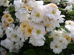 Rosa 