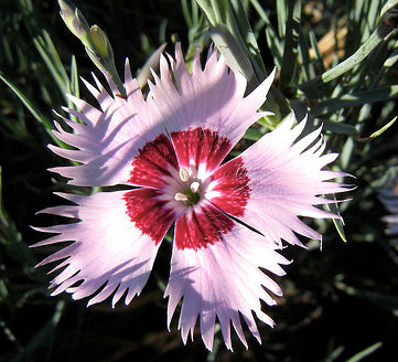Dianthus Plumarius Miscuglio