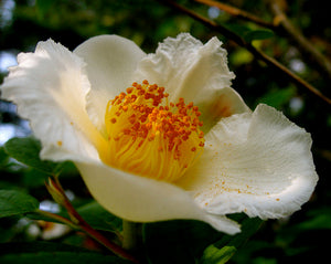 Stewartia Pseudocamellia