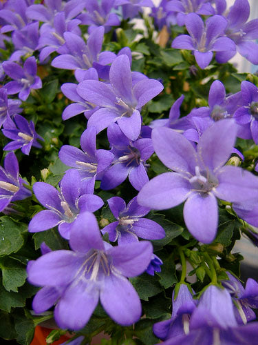 Campanula Portenschlagiana