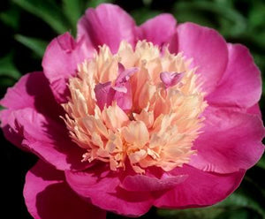 Paeonia Lactiflora "Delavan Rose"